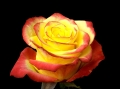 high & yellow flame2